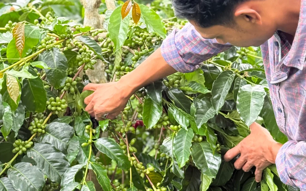 gayo coffee farming process, proses penanaman kopi gayo