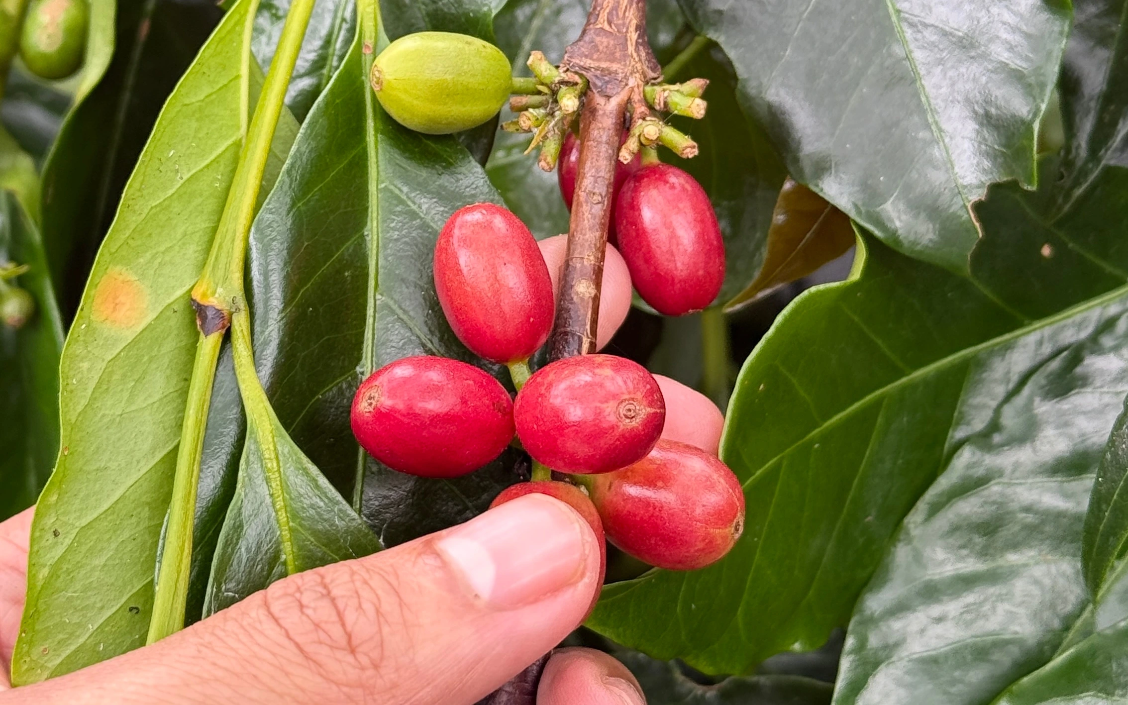 gayo arabica coffee