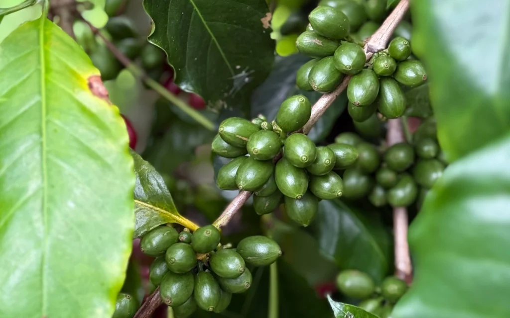 green coffee bean distributor indonesia, importing coffee from indonesia