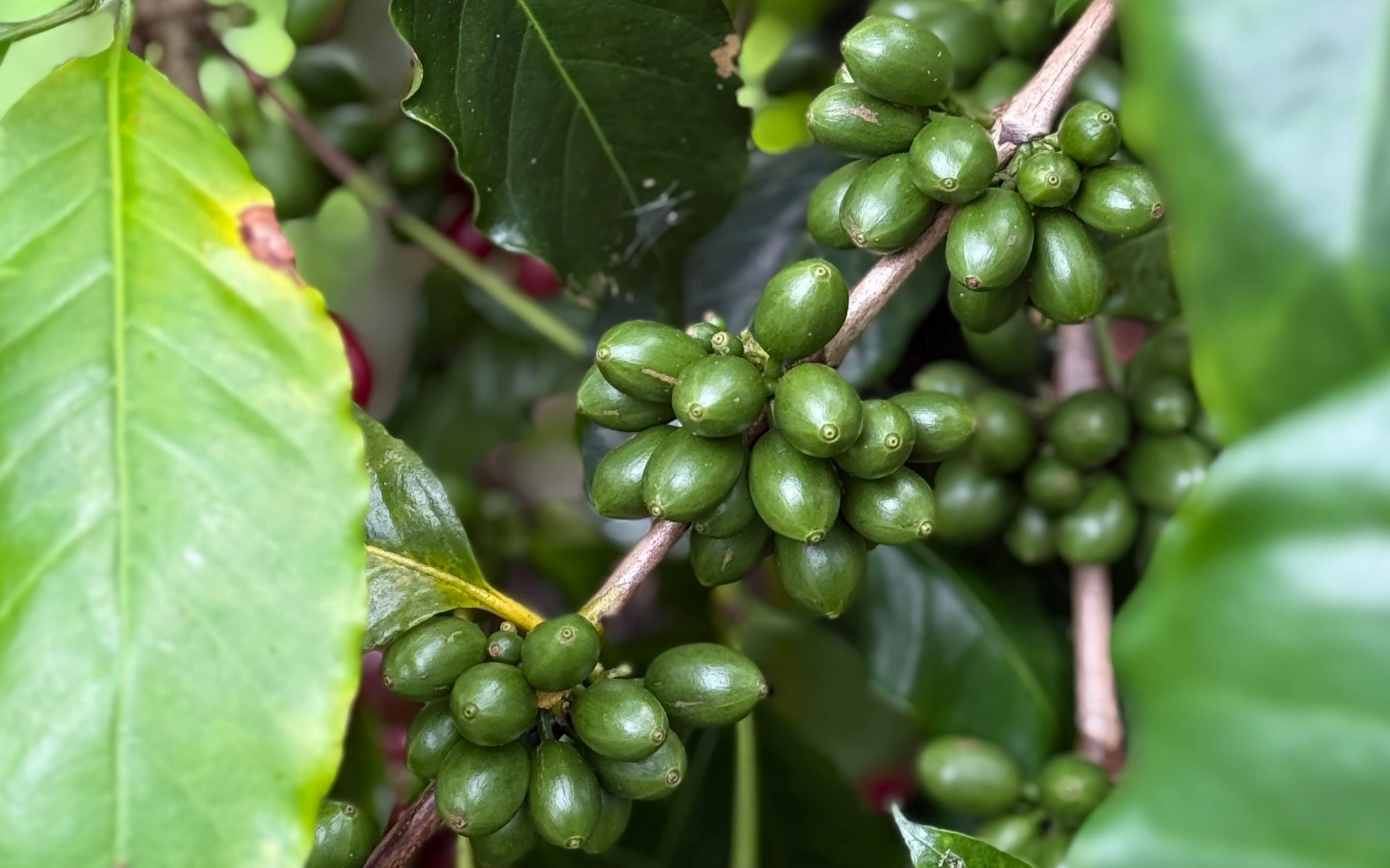 green coffee bean distributor indonesia, importing coffee from indonesia