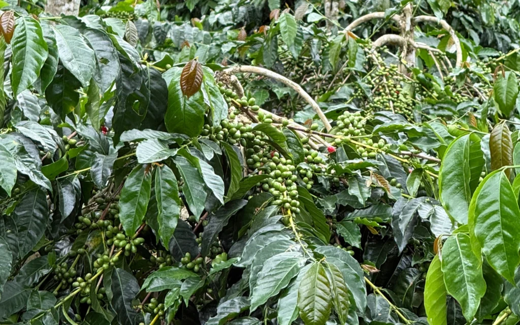 green coffee bean distributor indonesia