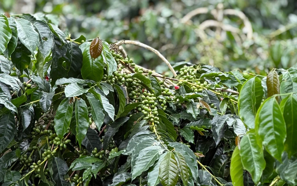 importing coffee from indonesia