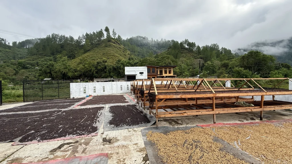 what makes gayo coffee unique